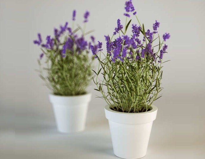 Detail Gambar Pohon Bunga Lavender Nomer 24