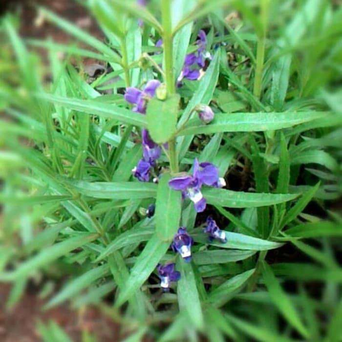 Detail Gambar Pohon Bunga Lavender Nomer 25