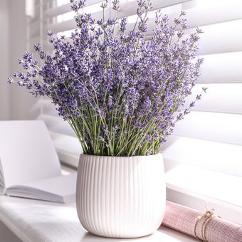 Detail Gambar Pohon Bunga Lavender Nomer 30