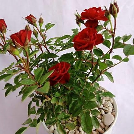 Detail Gambar Pohon Bunga Mawar Merah Nomer 12
