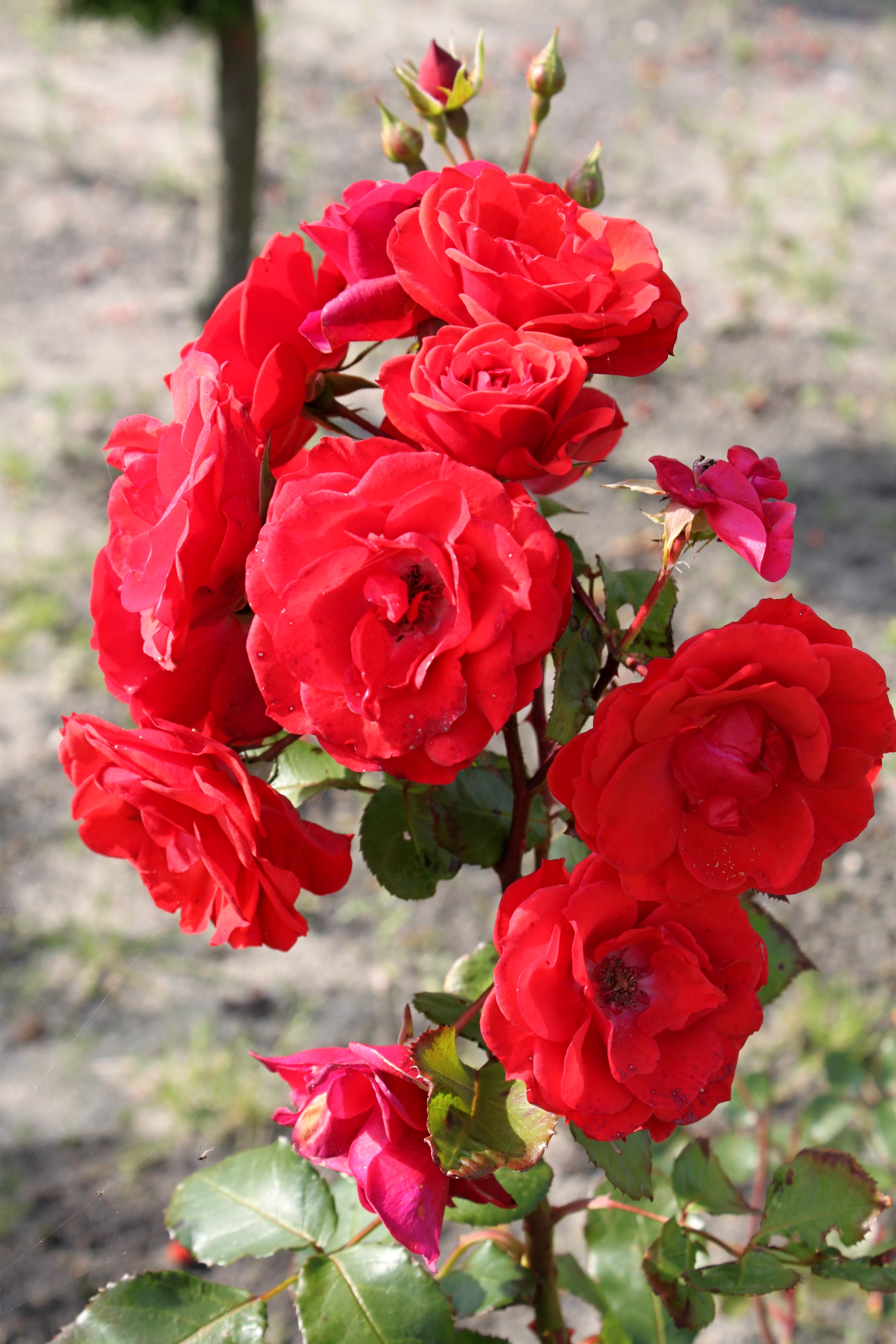 Detail Gambar Pohon Bunga Mawar Merah Nomer 16