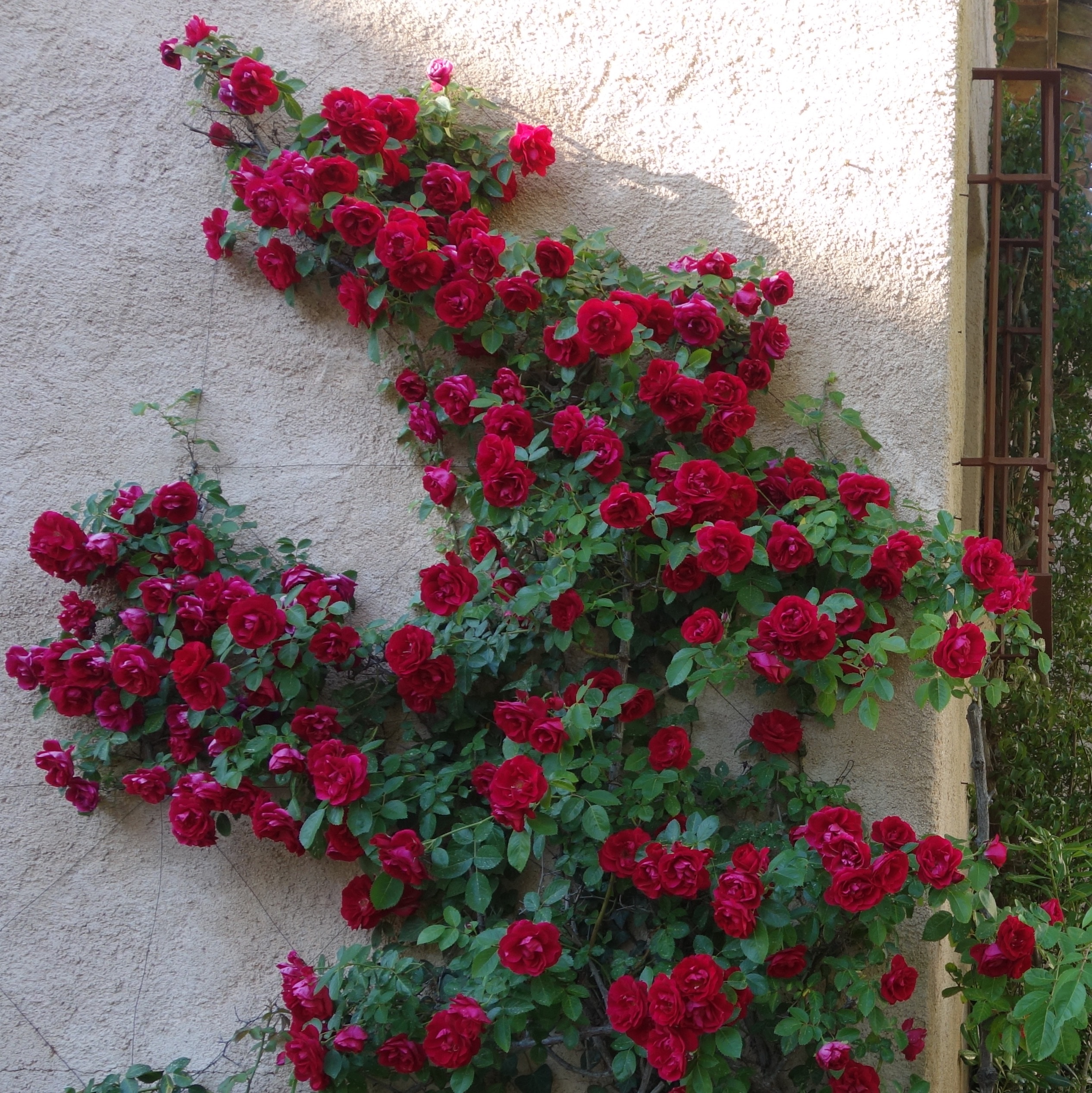 Detail Gambar Pohon Bunga Mawar Merah Nomer 23