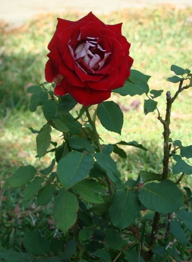 Detail Gambar Pohon Bunga Mawar Merah Nomer 36