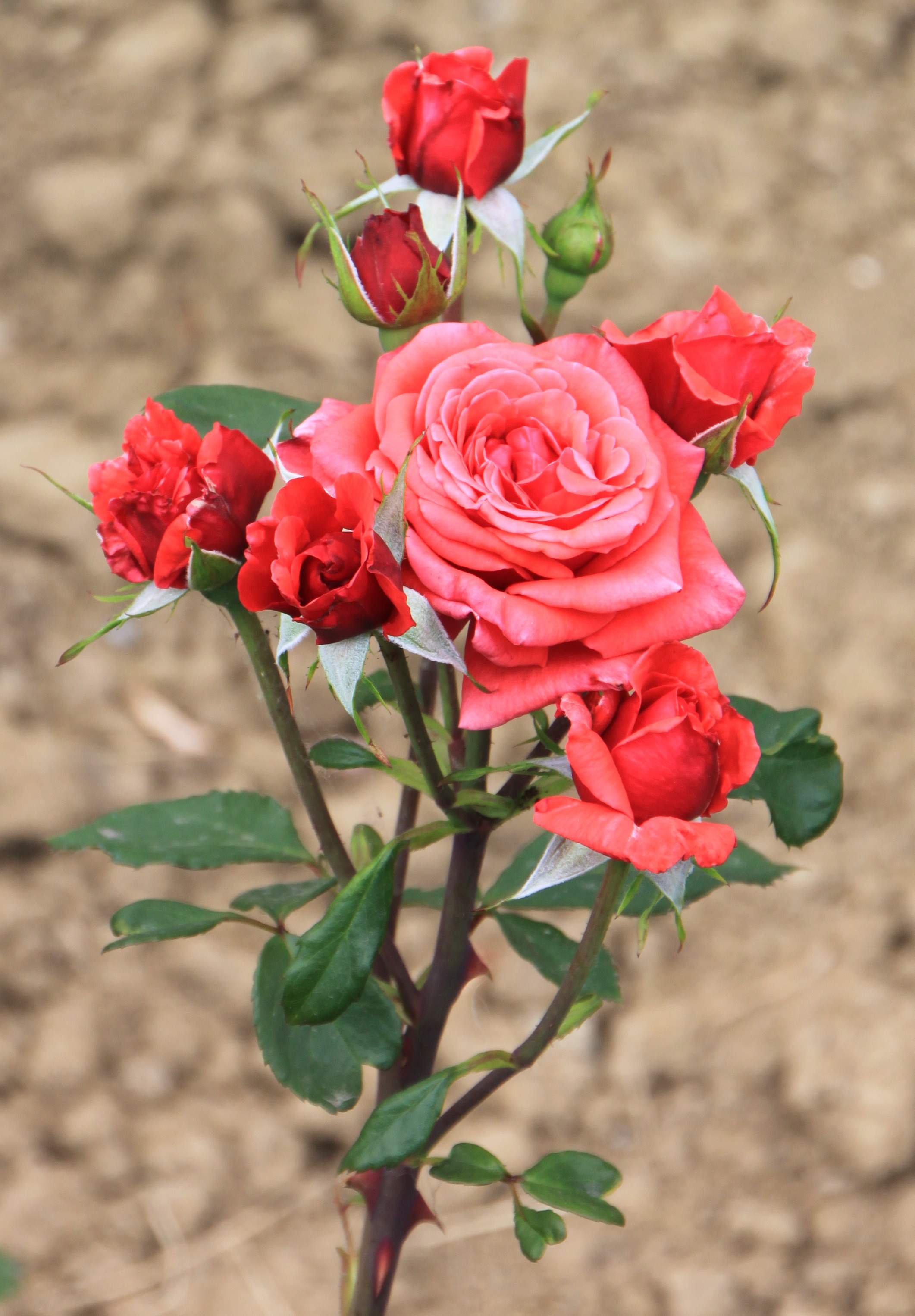 Detail Gambar Pohon Bunga Mawar Merah Nomer 53
