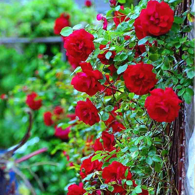 Detail Gambar Pohon Bunga Mawar Merah Nomer 57