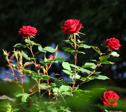 Detail Gambar Pohon Bunga Mawar Merah Nomer 9
