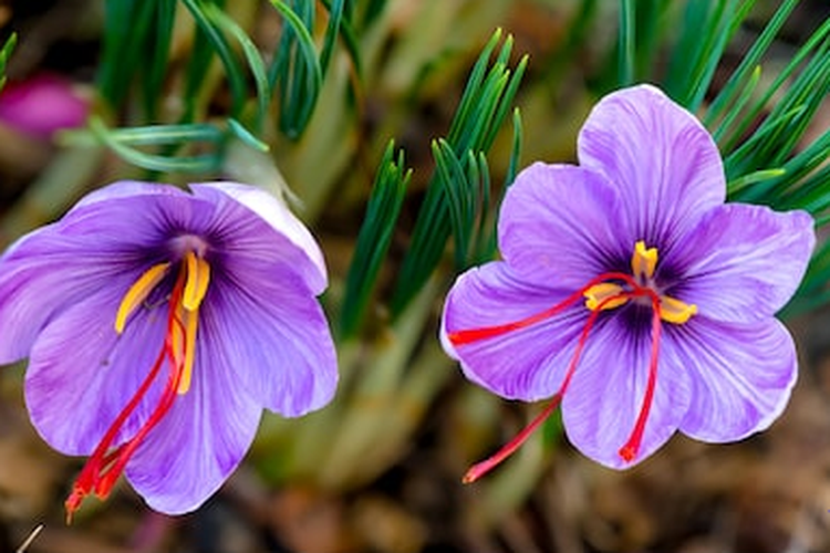 Gambar Pohon Bunga Saffron - KibrisPDR