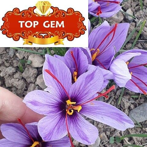 Download Gambar Pohon Bunga Saffron Nomer 43