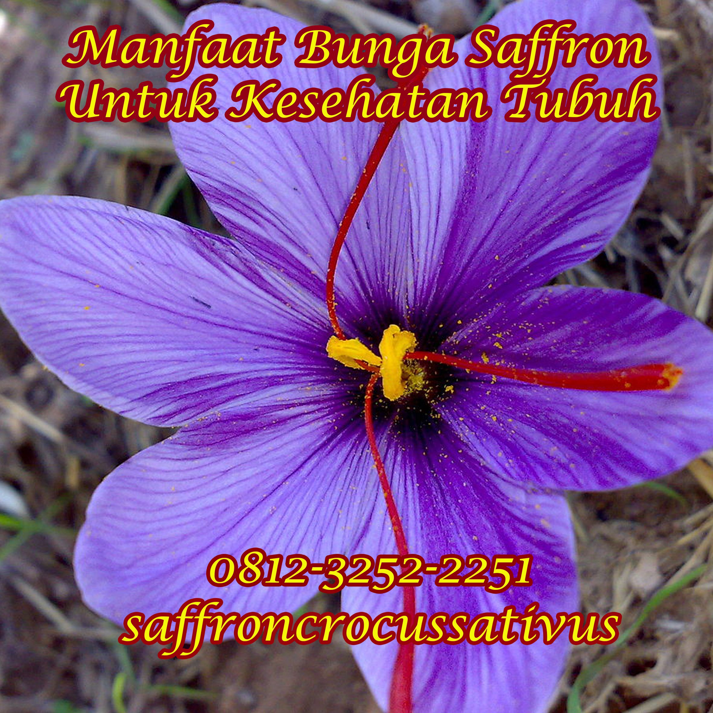 Detail Gambar Pohon Bunga Saffron Nomer 52