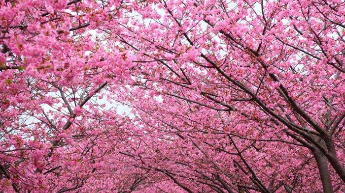 Detail Gambar Pohon Bunga Sakura Nomer 23