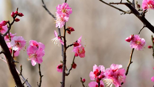 Detail Gambar Pohon Bunga Sakura Indah Nomer 13