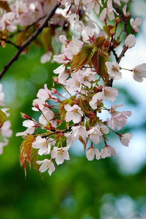 Detail Gambar Pohon Bunga Sakura Indah Nomer 3