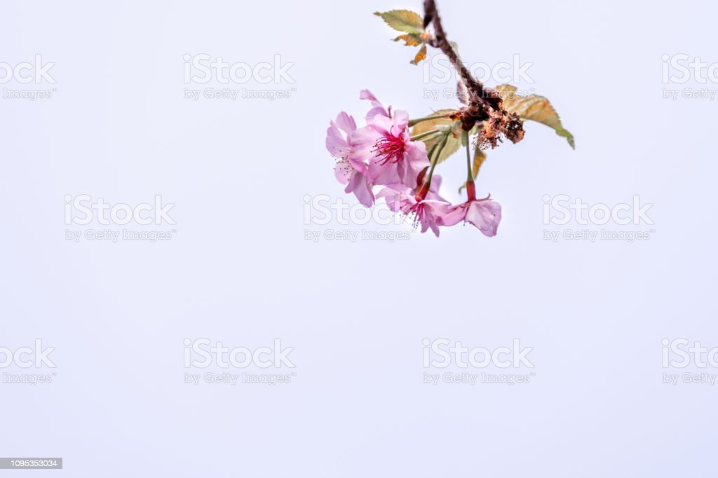 Detail Gambar Pohon Bunga Sakura Indah Nomer 24