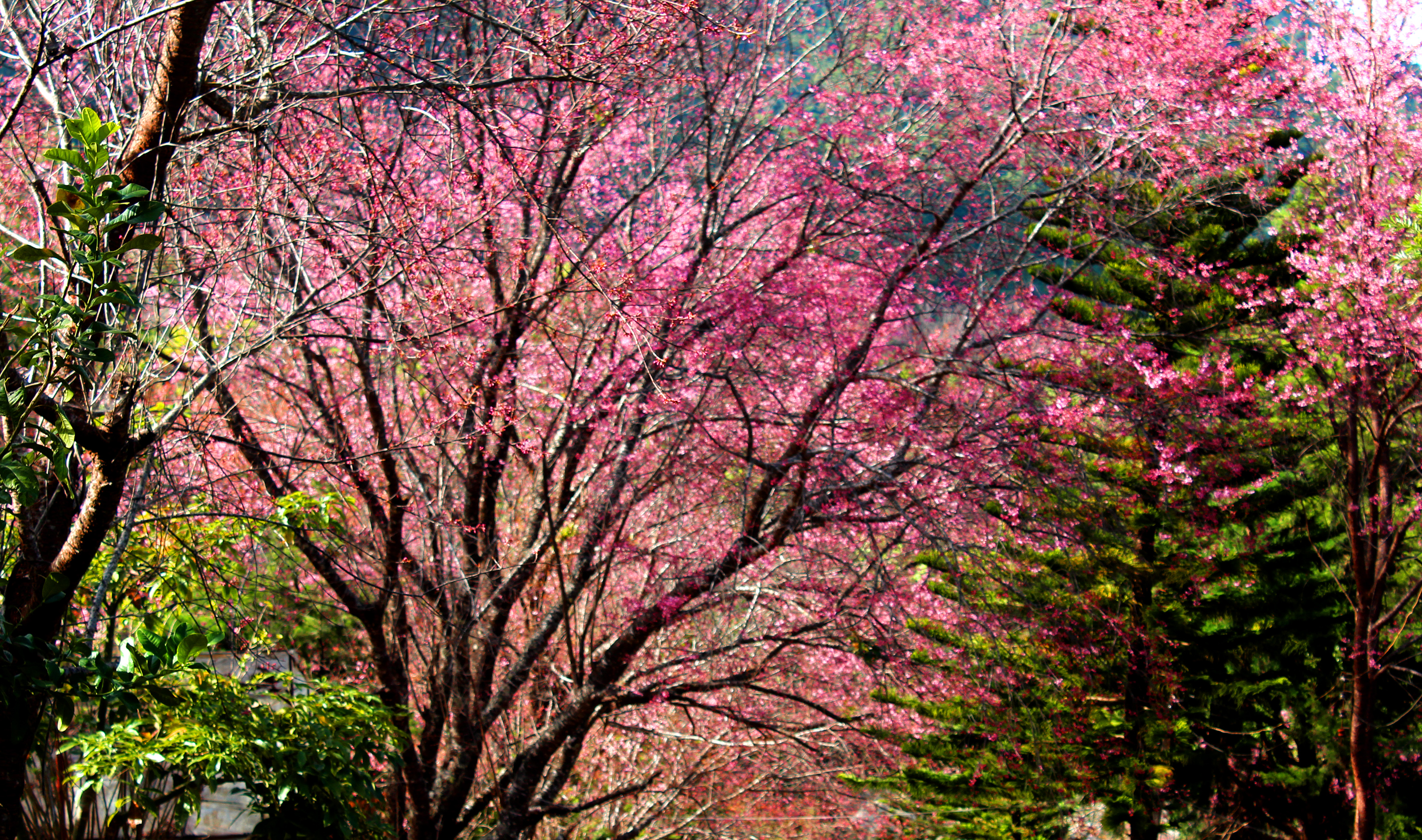 Detail Gambar Pohon Bunga Sakura Indah Nomer 29