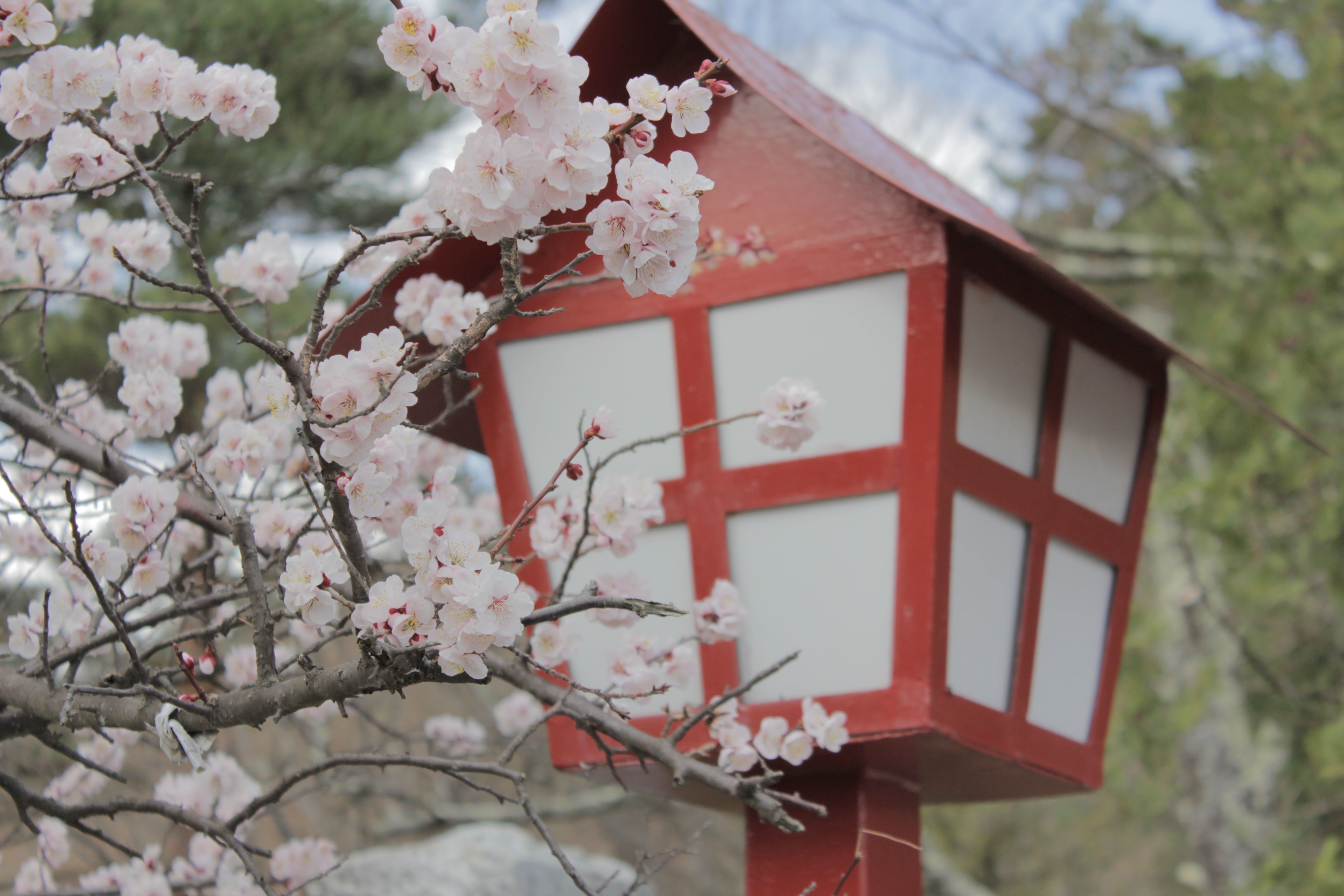 Detail Gambar Pohon Bunga Sakura Indah Nomer 57