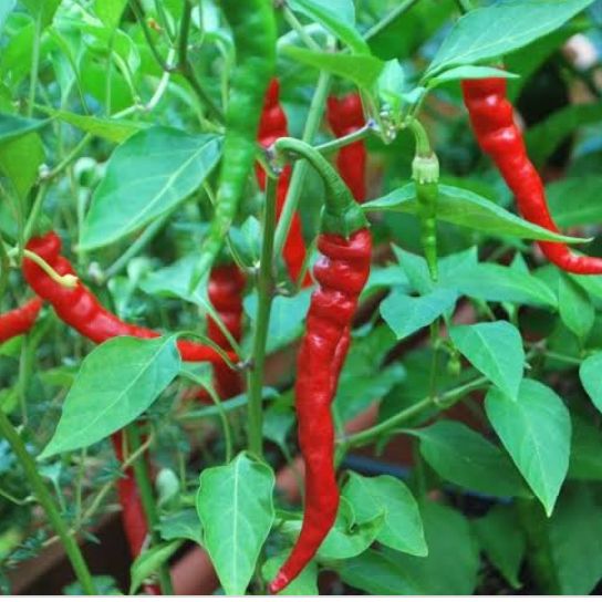 Download Gambar Pohon Cabe Merah Nomer 2