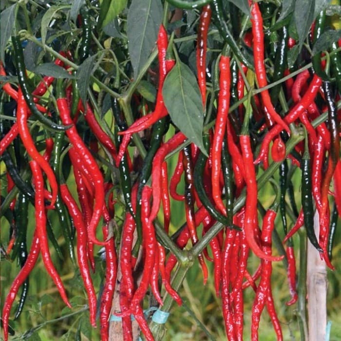 Download Gambar Pohon Cabe Merah Nomer 6