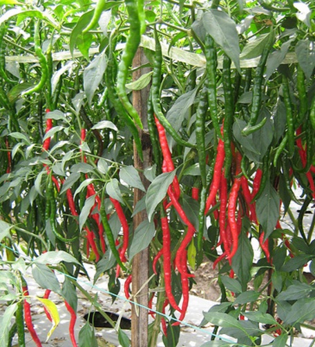 Download Gambar Pohon Cabe Merah Nomer 48