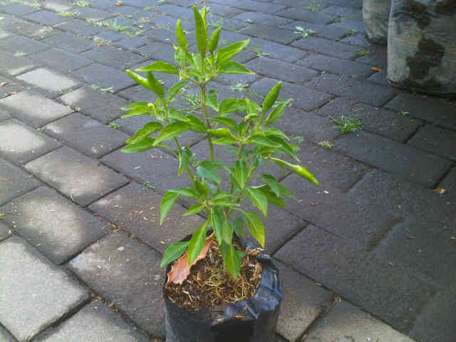 Detail Gambar Pohon Cabe Rawit Nomer 31