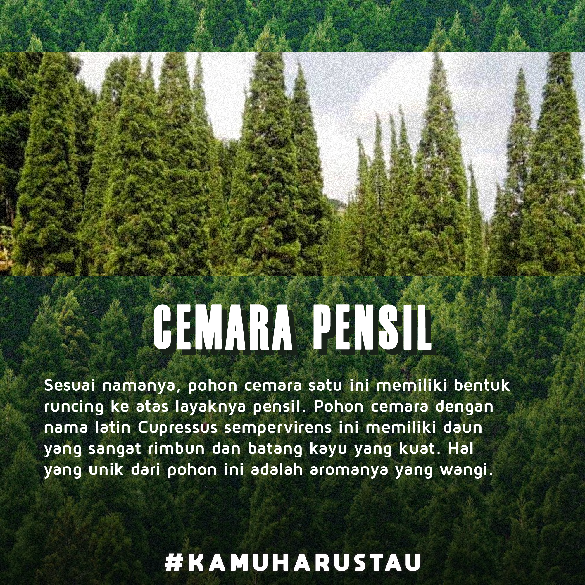 Detail Gambar Pohon Cemara Pensil Nomer 56