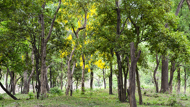 Gambar Pohon Cendana - KibrisPDR