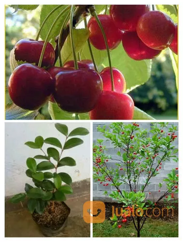 Detail Gambar Pohon Cherry Nomer 16