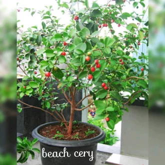 Detail Gambar Pohon Cherry Nomer 21