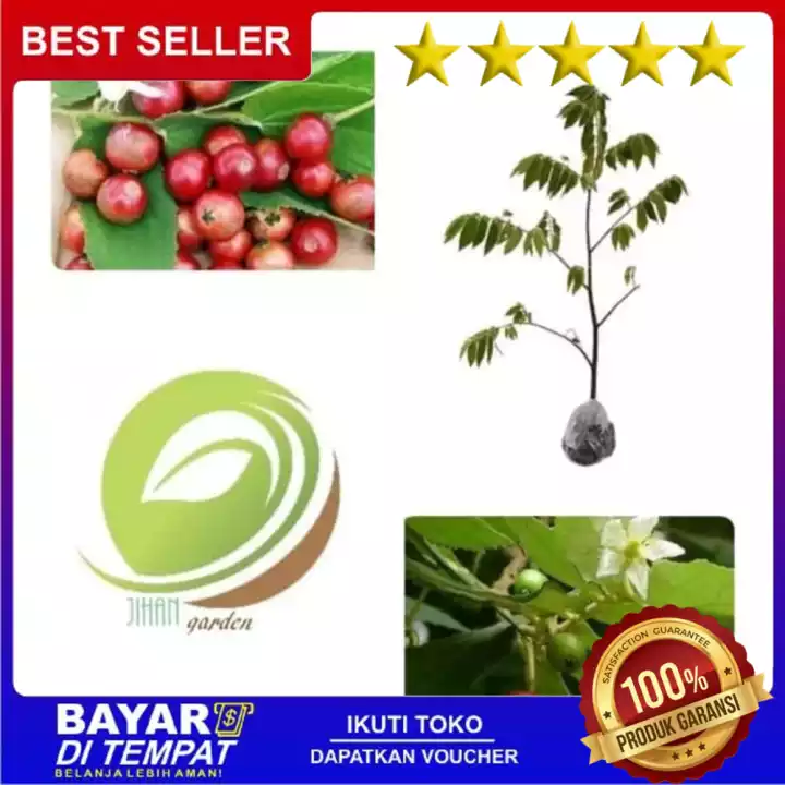 Detail Gambar Pohon Cherry Nomer 55