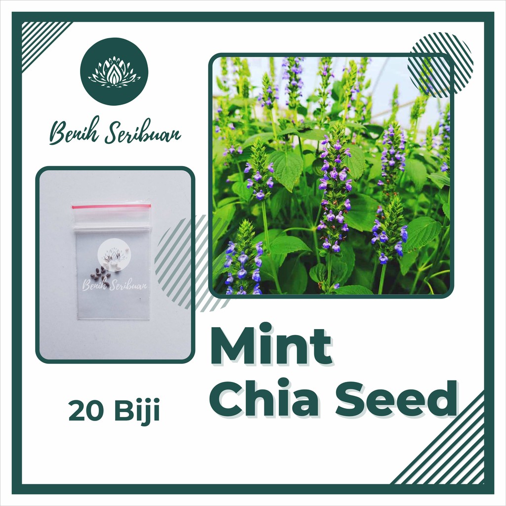 Detail Gambar Pohon Chia Seed Nomer 18