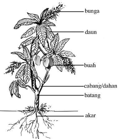 Detail Gambar Pohon Dan Bagian Bagiannya Nomer 11