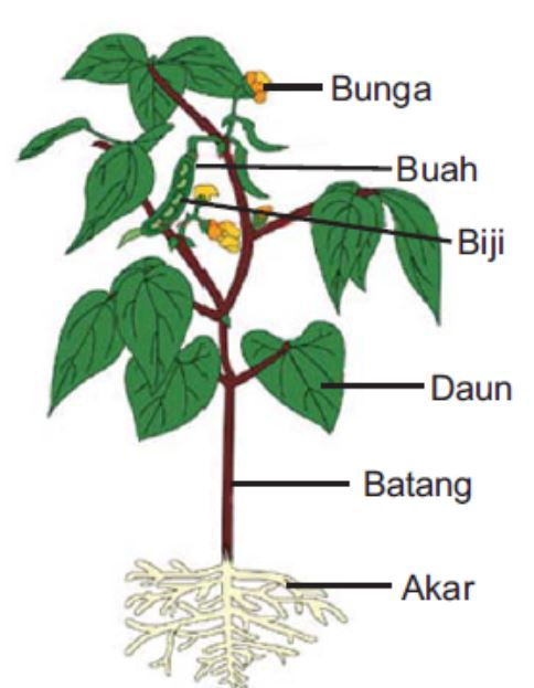 Detail Gambar Pohon Dan Bagian Bagiannya Nomer 13