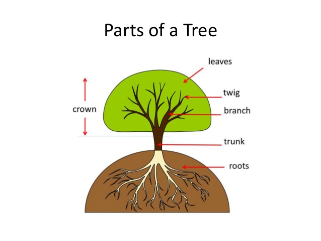 Detail Gambar Pohon Dan Bagian Bagiannya Nomer 16