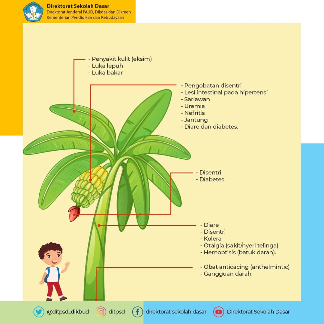 Detail Gambar Pohon Dan Bagian Bagiannya Nomer 25