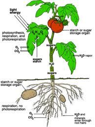 Detail Gambar Pohon Dan Bagian Bagiannya Nomer 5