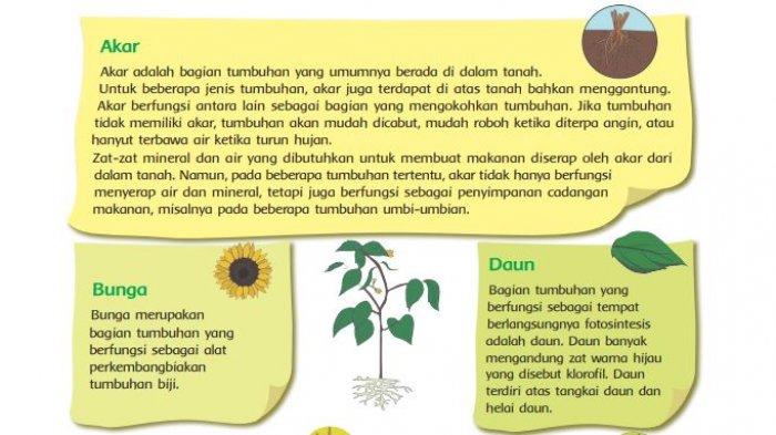 Detail Gambar Pohon Dan Bagian Bagiannya Nomer 47