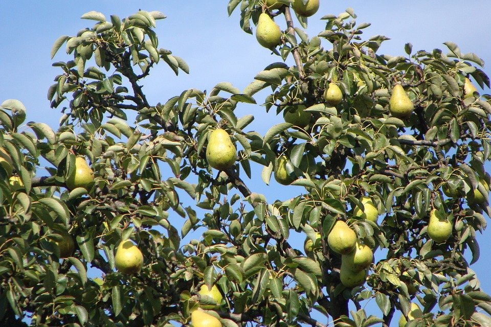 Detail Gambar Pohon Dan Buah Buahan Nomer 17