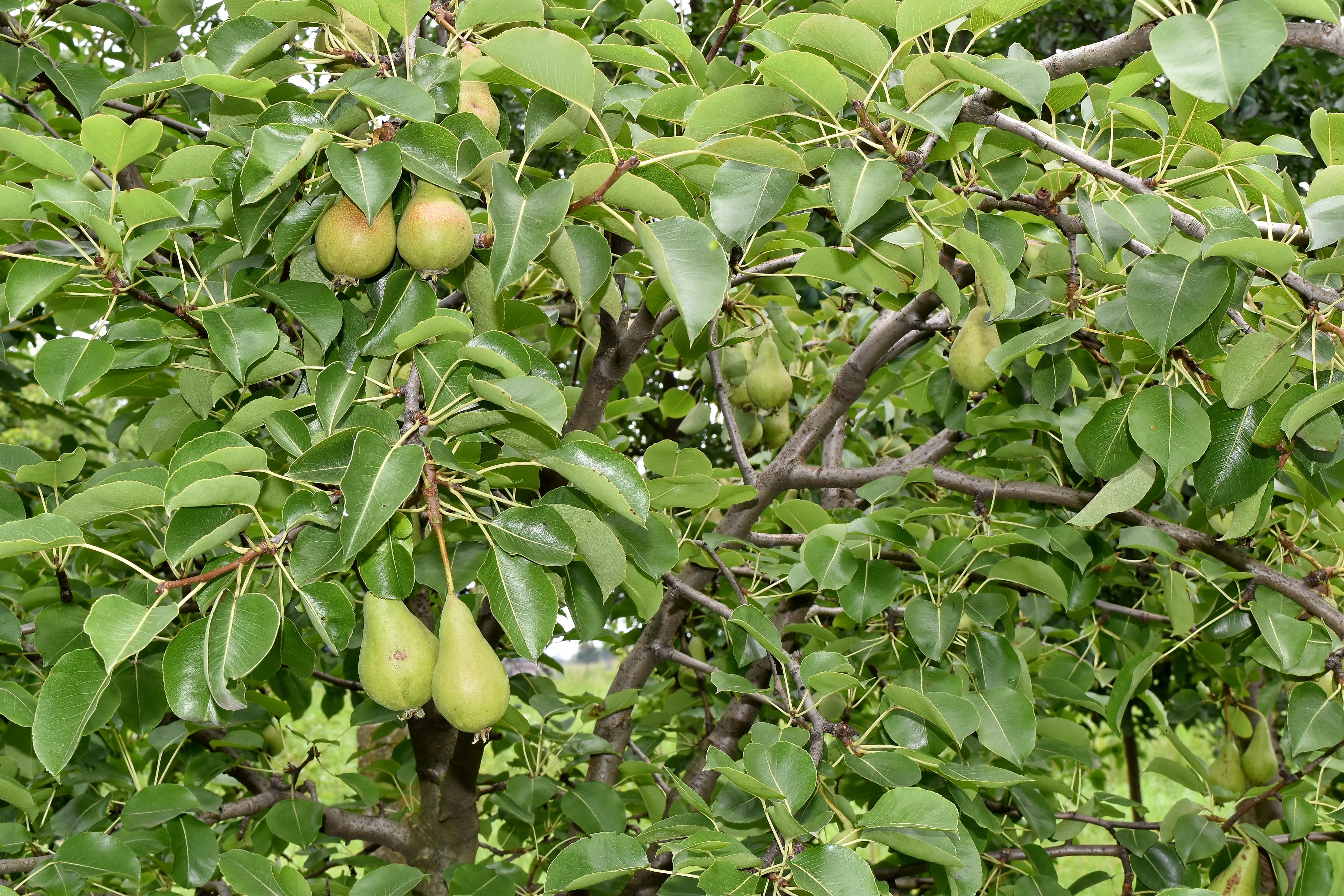 Detail Gambar Pohon Dan Buah Buahan Nomer 42