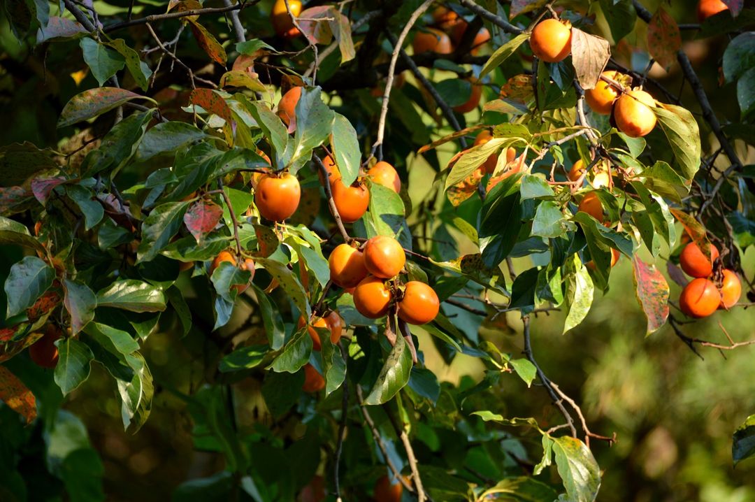 Detail Gambar Pohon Dan Buah Kesemek Nomer 14