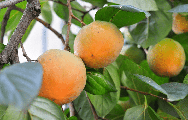 Detail Gambar Pohon Dan Buah Kesemek Nomer 18