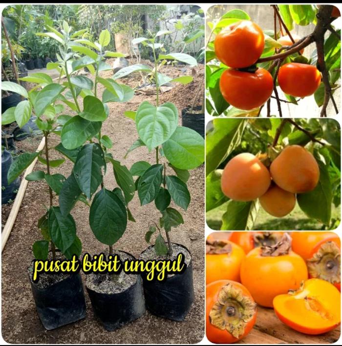 Detail Gambar Pohon Dan Buah Kesemek Nomer 20