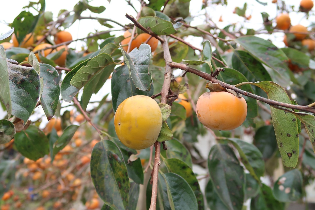 Detail Gambar Pohon Dan Buah Kesemek Nomer 27