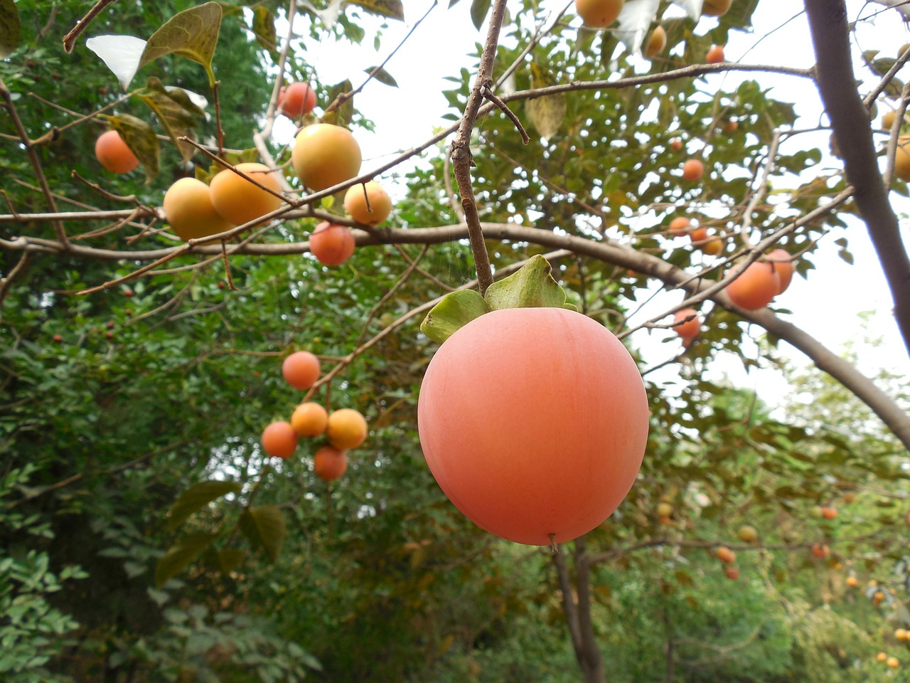 Detail Gambar Pohon Dan Buah Kesemek Nomer 37