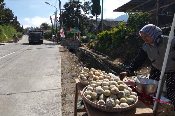 Detail Gambar Pohon Dan Buah Kesemek Nomer 39