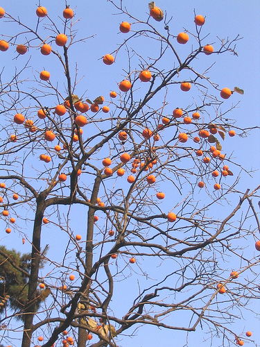 Detail Gambar Pohon Dan Buah Kesemek Nomer 45