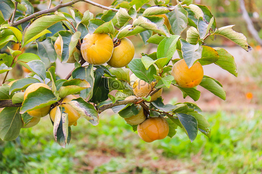 Detail Gambar Pohon Dan Buah Kesemek Nomer 48