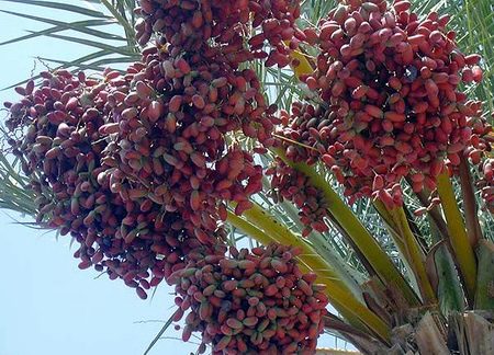 Detail Gambar Pohon Dan Buah Kurma Nomer 20