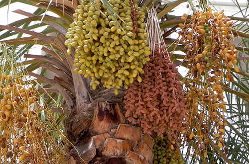 Detail Gambar Pohon Dan Buah Kurma Nomer 28