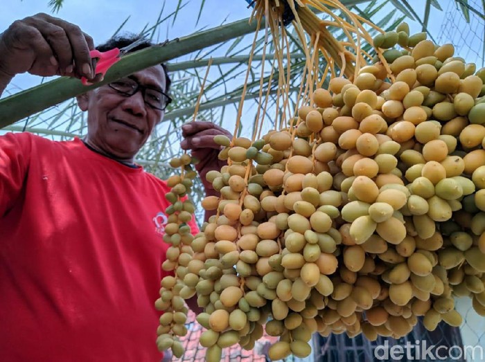 Detail Gambar Pohon Dan Buah Kurma Nomer 39