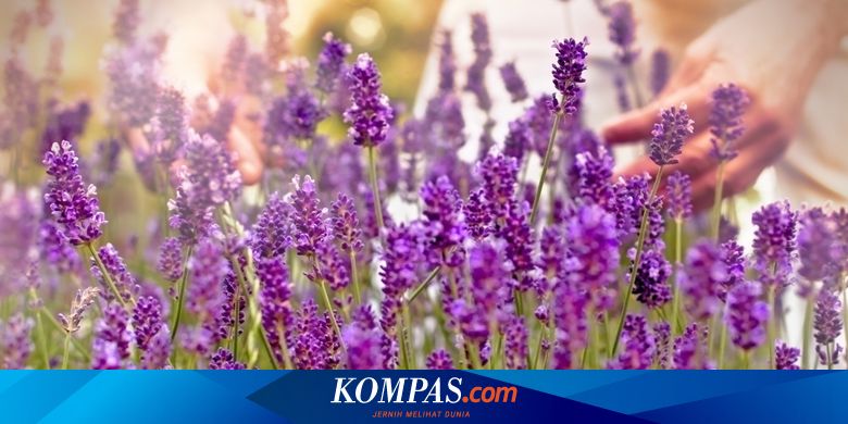 Detail Gambar Pohon Dan Bunga Lavender Nomer 40