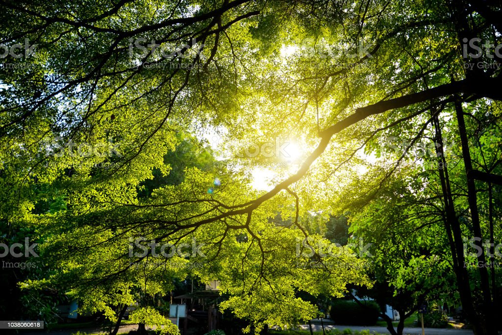 Detail Gambar Pohon Dan Matahari Nomer 11
